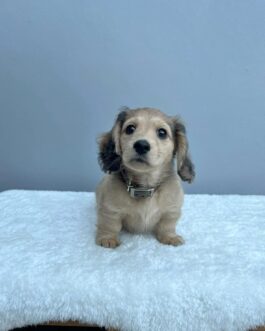 AKC Cream Miniature Dachshund Puppies for Sale – 8 Weeks Old, Vet Checked, Full Rights – $800