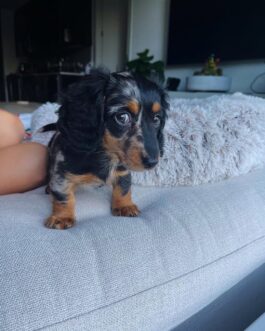 black and tan dapple Dachshund