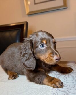 chocolate and tan Dachshund