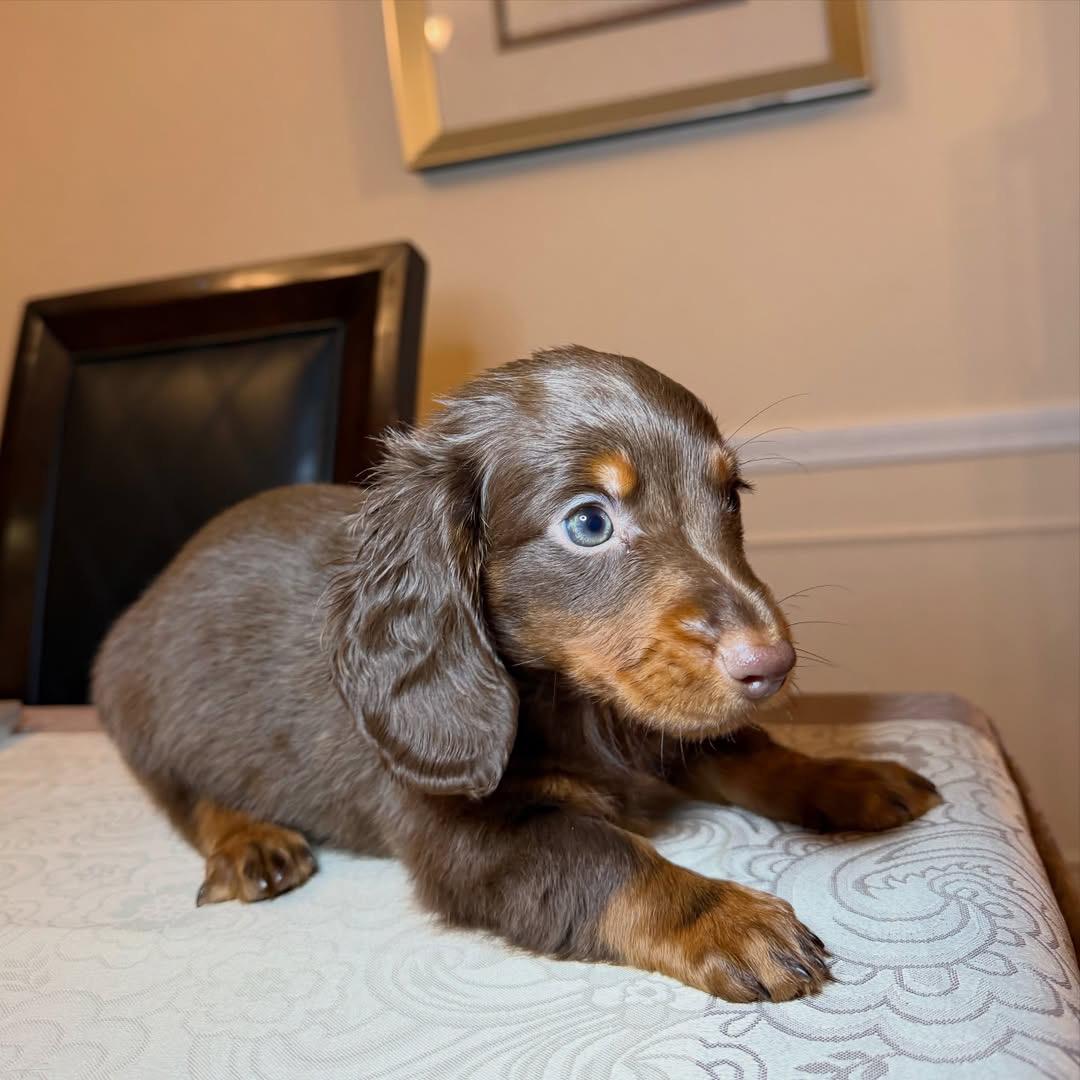 chocolate and tan Dachshund