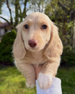 chocolate-based cream Dachshund