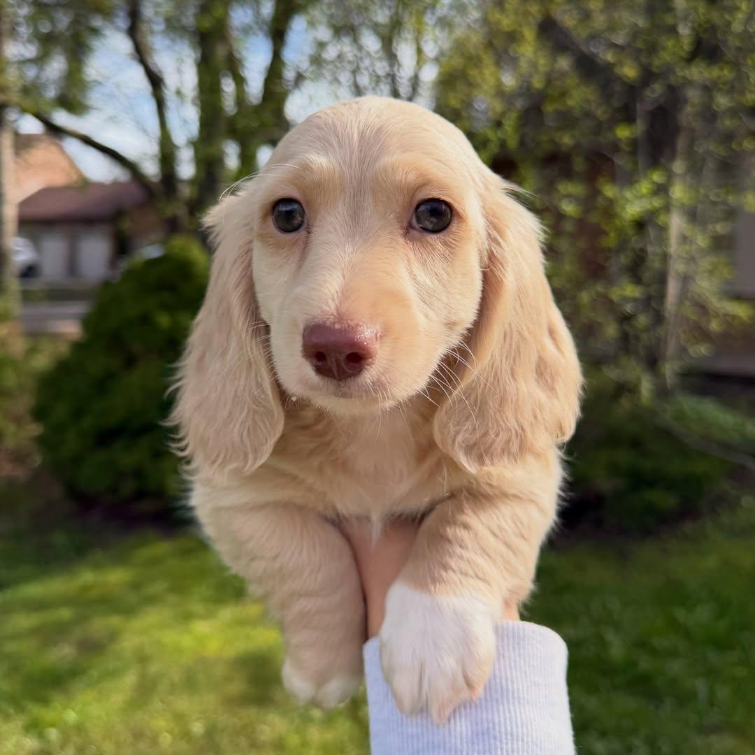 chocolate-based cream Dachshund
