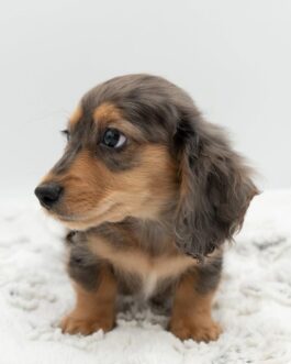 Chocolate Dapple (Merle) Long-Haired Dachshund or Chocolate