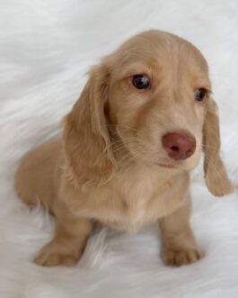 Lucy – Long-Haired English Cream Miniature Dachshund Puppy with Green Eyes for Sale