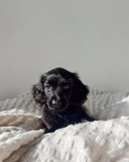 Solid Black Long-Haired Dachshund