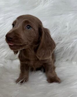 Sterling – Rare Isabella Long-Haired Miniature Dachshund Puppy with Blue Eyes for Sale