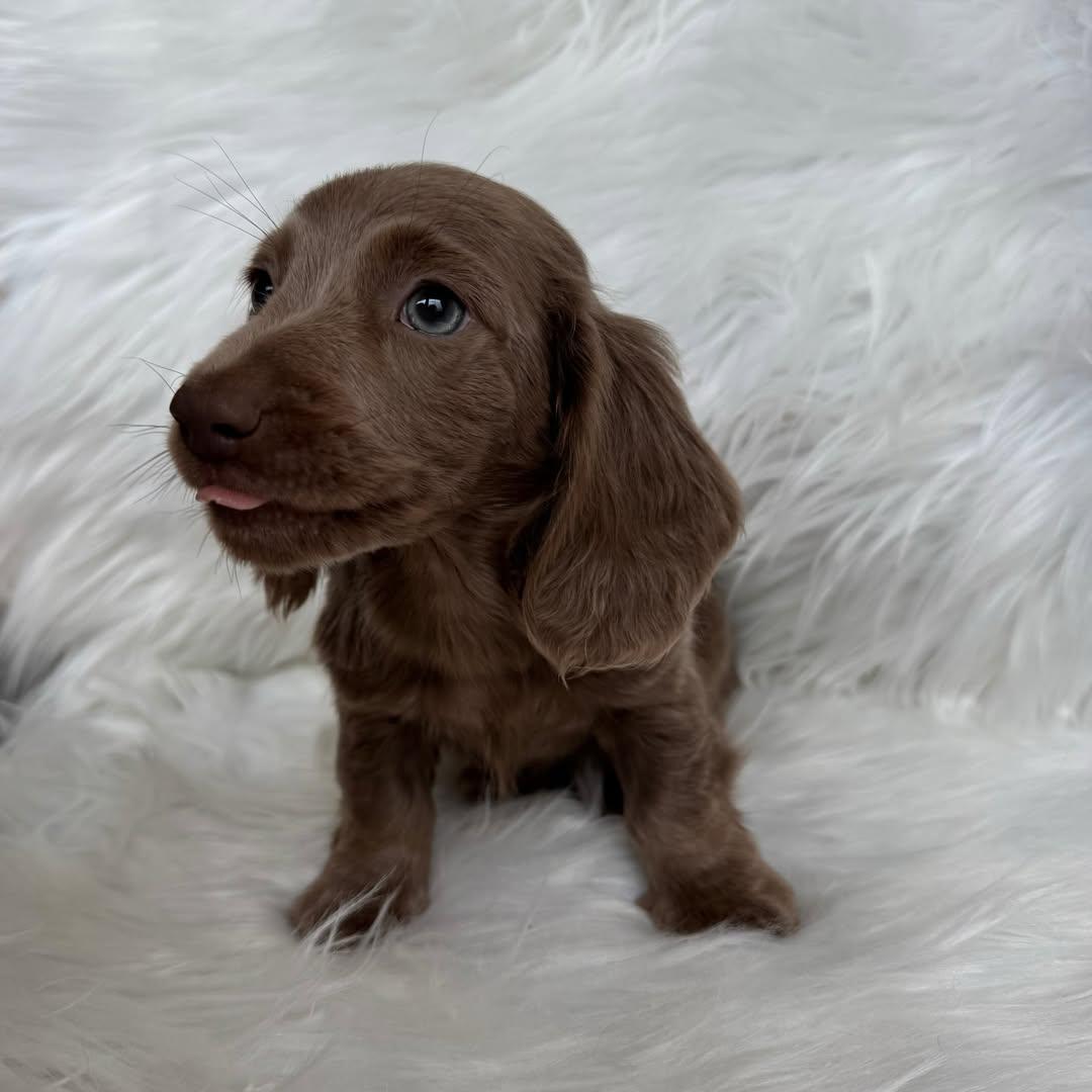 Chocolate Mini Dachshund puppies Florida
