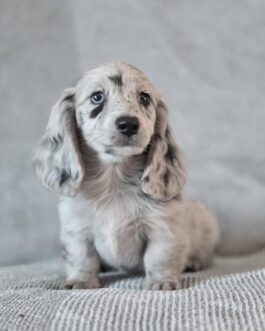 White Dapple Miniature Dachshund Puppy for Sale – AKC Registered, Vet Checked, 8 Weeks Old | $1000