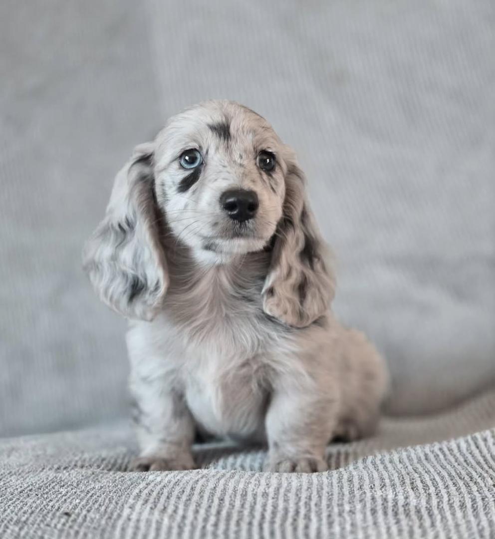 White Dapple Miniature Dachshund Puppy for Sale