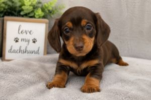 Read more about the article Mini Dachshund puppies Atlanta