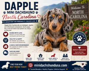 Read more about the article Dapple Mini Dachshund North Carolina