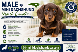 Read more about the article Male Mini Dachshund North Carolina