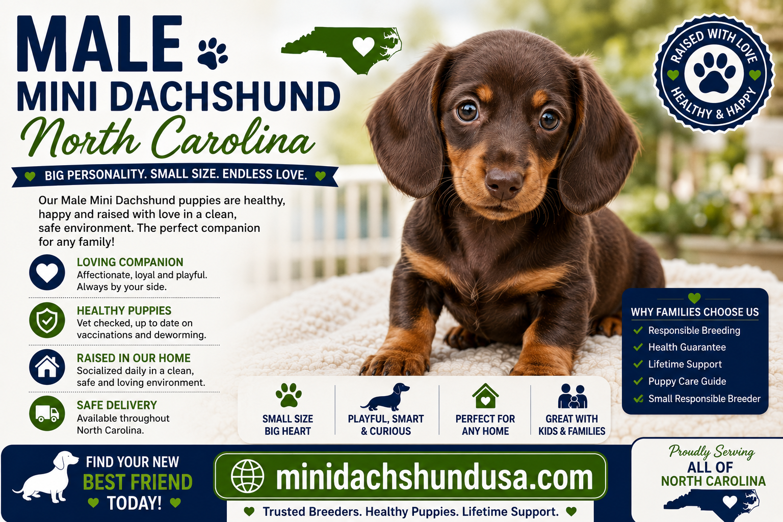 You are currently viewing Male Mini Dachshund North Carolina