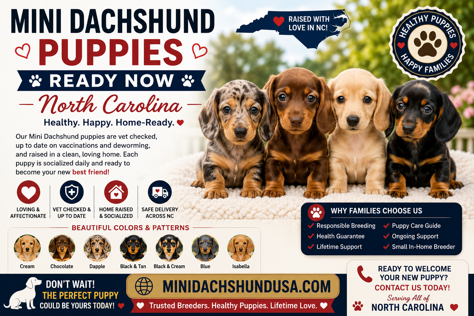 You are currently viewing Mini Dachshund puppies ready now North Carolina